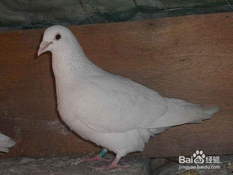 网红吃瓜鸽子视频大全,趣味视频大盘点