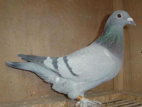 网红吃瓜鸽子视频大全,趣味视频大盘点