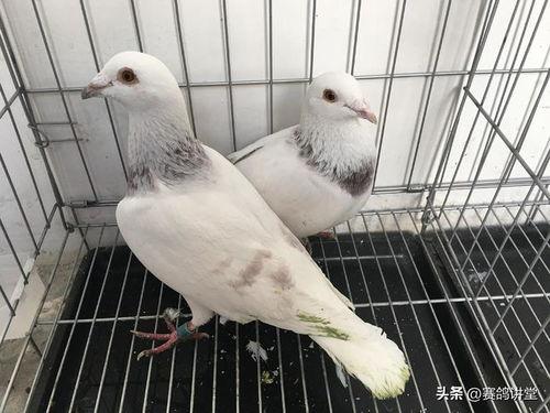 网红吃瓜鸽子视频大全,趣味视频大盘点