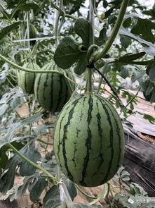 获嘉网红吃瓜,揭秘网络热点背后的故事