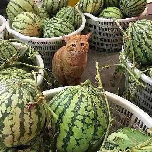 六安法保网吃瓜,揭秘网络吃瓜背后的法律维权之道