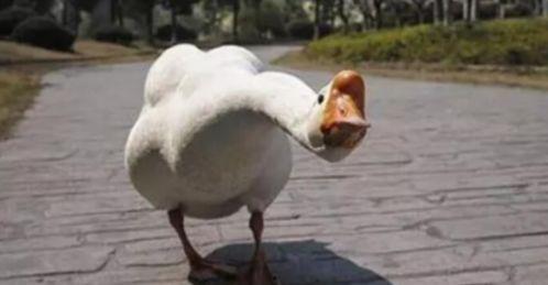 网红大鹅吃瓜图片搞笑