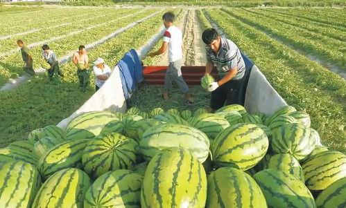 23国网山东培训吃瓜,揭秘23国网山东培训背后的吃瓜故事