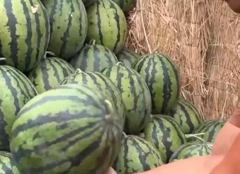 23国网山东培训吃瓜,揭秘23国网山东培训背后的吃瓜故事