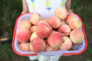 泡泡吃瓜网红,揭秘网红圈背后的故事