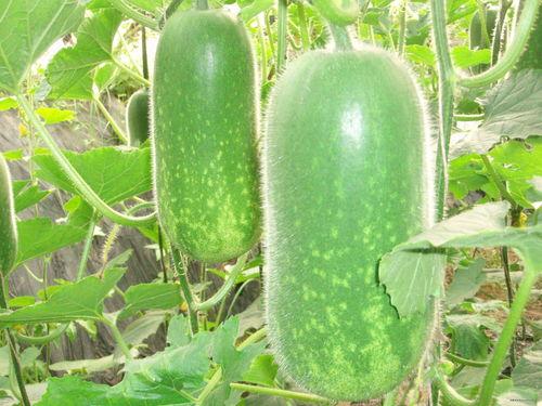 网红肖喆吃瓜图片大全集,揭秘娱乐圈幕后故事