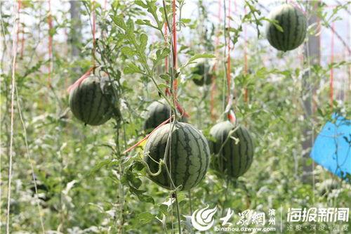 界首网红吃瓜视频曝光,揭秘界首热门事件背后真相