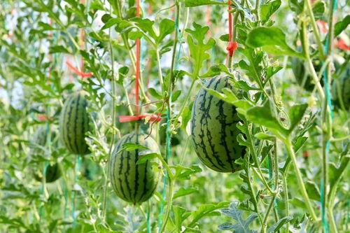 www吃瓜网,www吃瓜网带你领略明星幕后故事