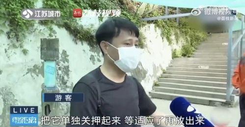 网红吃瓜陈泽,揭秘吃瓜界的风云人物
