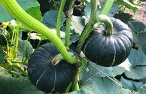 微信网红吃瓜事件,揭秘微信社交圈的热议焦点