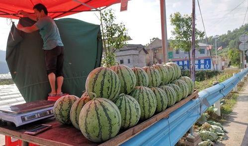 莱阳吃瓜网红事件,揭秘网络舆论的狂欢与反思