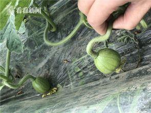 吃瓜看网红视频网站大全,吃瓜看秀一网打尽