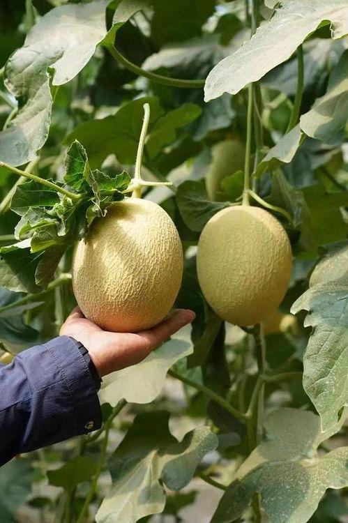 网红最全吃瓜合集,盘点年度最热话题合集