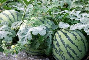 网红视频吃瓜鉴定,揭秘网络红人的真实生活