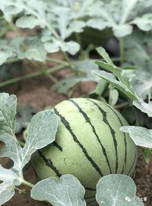 石家庄网红吃瓜