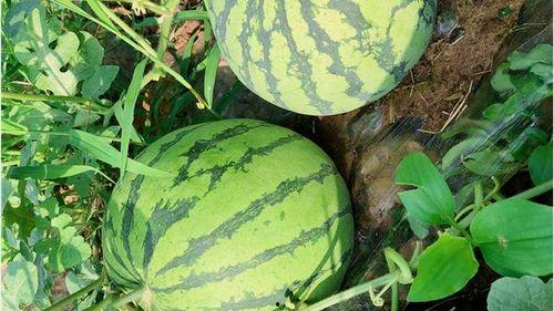 吃瓜网免费官网入口,畅享海量资讯，轻松获取独家内容