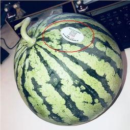 福山网红吃瓜,揭秘娱乐圈幕后真相