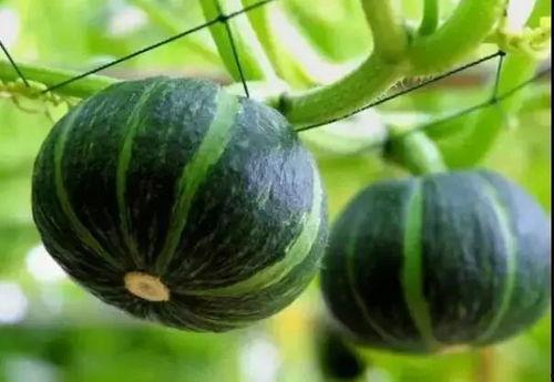 以前网红吃瓜事件是什么,网红吃瓜事件背后的真相与反思