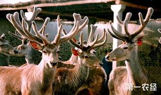 网红鹿鹿吃瓜,揭秘网红圈幕后故事