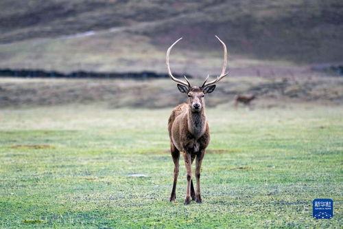 网红鹿鹿吃瓜,揭秘网红圈幕后故事