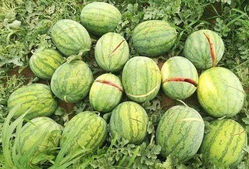 176万粉丝的网红吃瓜,176万粉丝背后的热门事件解析