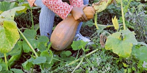 176万粉丝的网红吃瓜,176万粉丝背后的热门事件解析