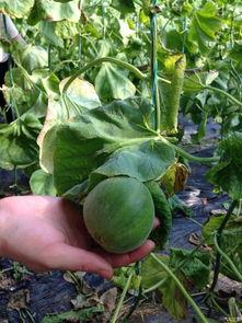 718吃瓜网论坛,揭秘娱乐圈最新热点，带你畅游八卦海洋