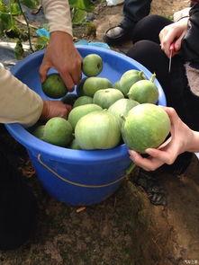 718吃瓜网论坛,揭秘娱乐圈最新热点，带你畅游八卦海洋