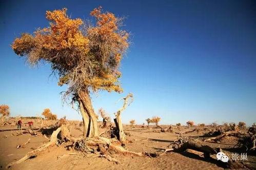 大漠吃瓜官网,揭秘沙漠中的美食奥秘