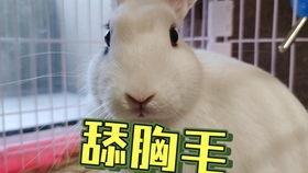 抖音网红吃瓜又是什么梗,揭秘网络热梗背后的故事