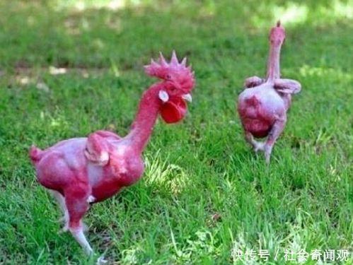 琪怪儿吃网红无骨鸡瓜,琪怪儿吃瓜大揭秘