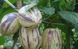 吃茄瓜的网红,美味与趣味并存