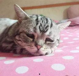 吃瓜网心碎小猫,揭秘吃瓜网背后的感人故事