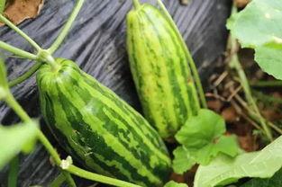 吃网红的瓜什么意思,吃瓜群众如何解读网络八卦风云