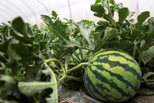 吃瓜网戴路  第2张