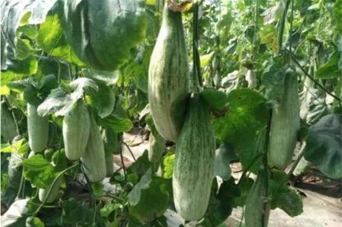 网红吃瓜视频第一精品,揭秘娱乐圈第一精品幕后故事 第3张 网红吃瓜视频第一精品,揭秘娱乐圈第一精品幕后故事 第3张