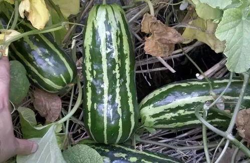 潍坊网红老头吃梢瓜