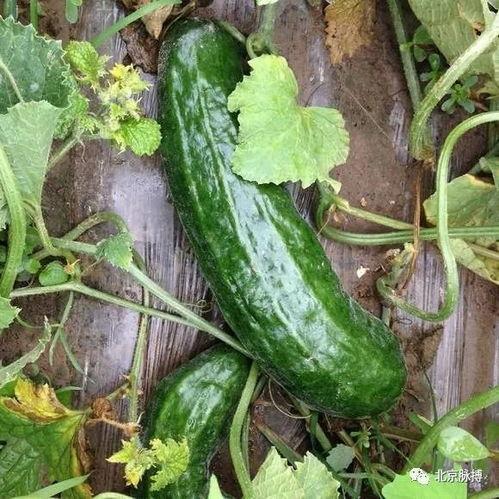 潍坊网红老头吃梢瓜  第3张