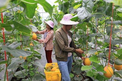 凉山吃瓜网红是谁,揭秘网络红人的崛起之路