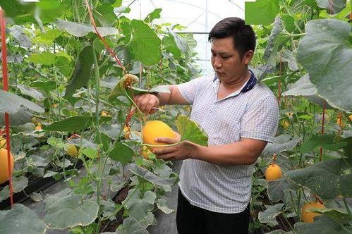 凉山吃瓜网红是谁,揭秘网络红人的崛起之路  第2张