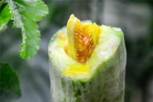 吃瓜精神的网红 第2张 吃瓜精神的网红 第2张