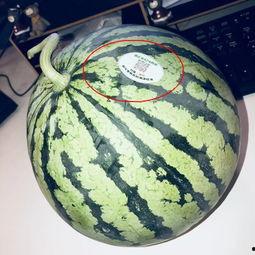 吴川西瓜网红吃瓜  第3张