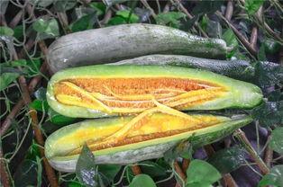 静海吃瓜的网红叫什么来着,揭秘网络红人的魅力与影响力