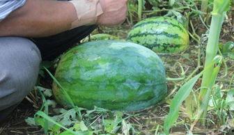 西昌吃瓜事件网红叫什么,网红引发的网络狂欢  第1张