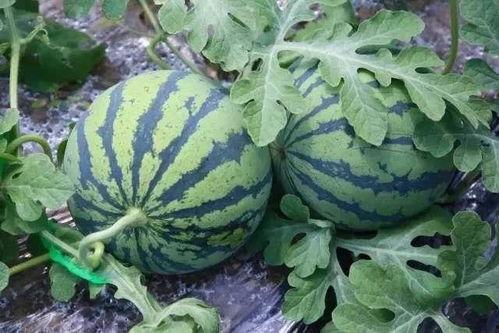 吃瓜第一网,吃瓜第一网带你领略明星幕后故事  第2张