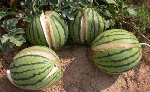 睢宁网红吃瓜事件真相,真相背后的网络风波  第3张