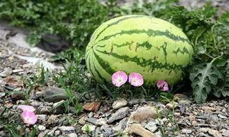 网红爆料吃瓜苏州姑苏区,苏州姑苏区吃瓜大揭秘！  第2张