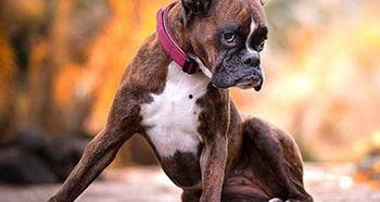 香香和爱犬的日常吃瓜网