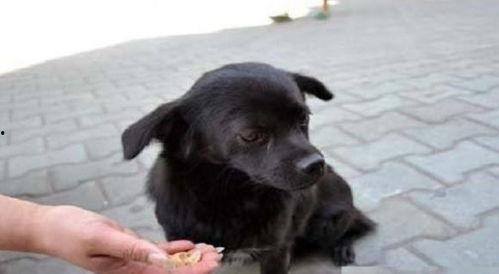 香香和爱犬的日常吃瓜网  第2张