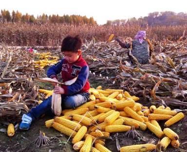 徽县吃瓜网红事件真相视频  第2张